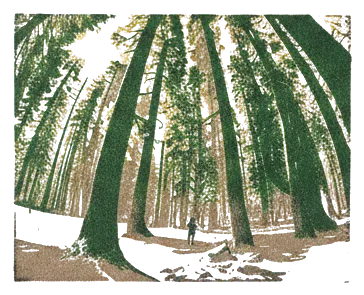 Rubber stamp of pines, snow, sun, Lake Tahoe, CA