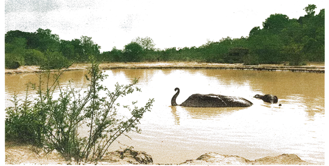 Rubber stamp of elephant, waterhole, bathing, Mole National Park, Ghana