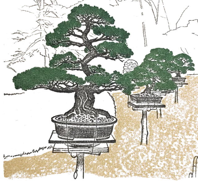 Rubber stamp of bonsai, garden, pines, Tokyo, Japan