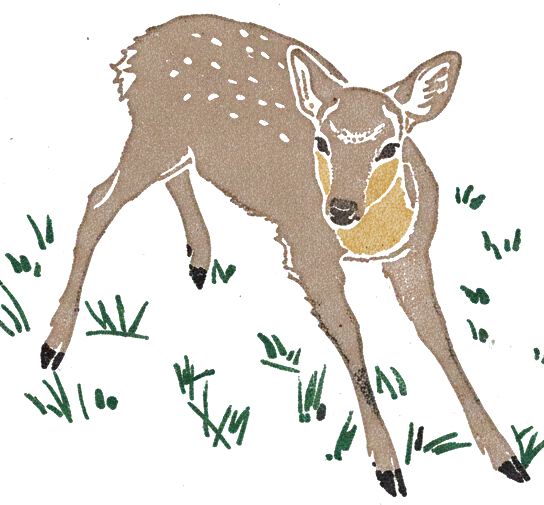 Rubber stamp of deer, grass, gaze, Nara, Japan