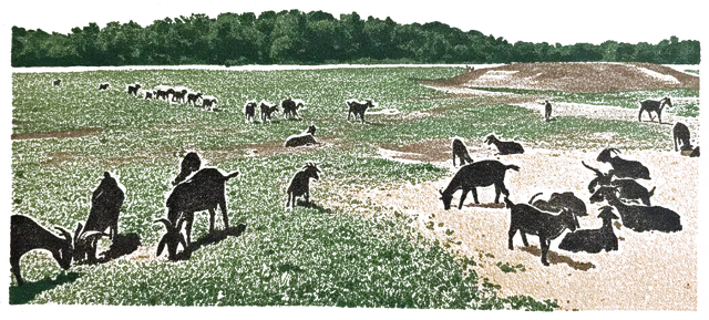 Rubber stamp of goats, pasture, herd, Columbus, OH