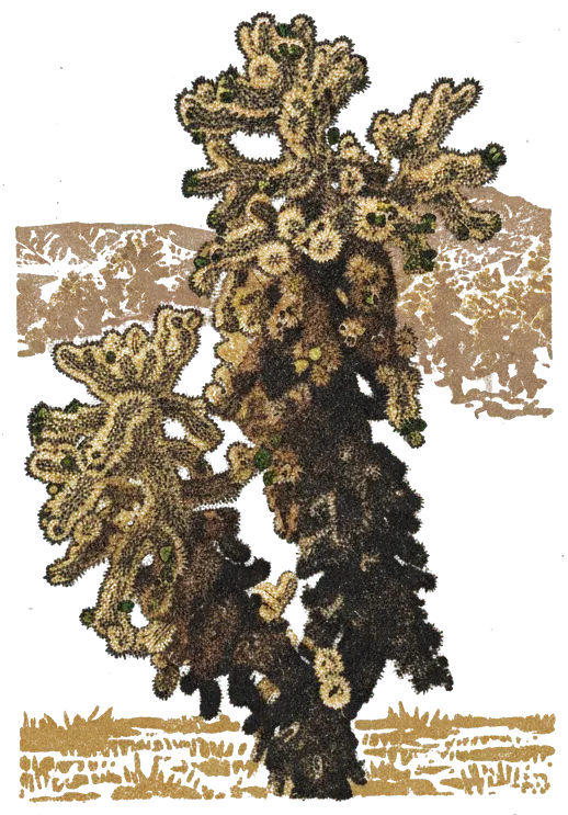 Rubber stamp of cholla, spines, sun, Joshua Tree, CA