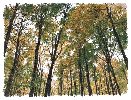 Rubber stamp of canopy, autumn, lookup, Hocking Hills, OH