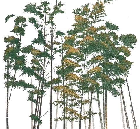 Rubber stamp of bamboo, grove, vertical, Kyoto, Japan