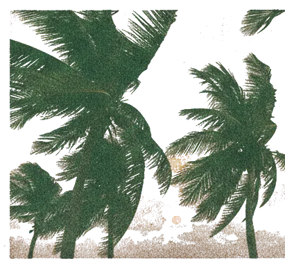 Rubber stamp of palms, wind, sunset, Cancún, Mexico