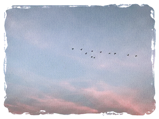 Rubber stamp of geese, dusk, pink, Delaware, OH