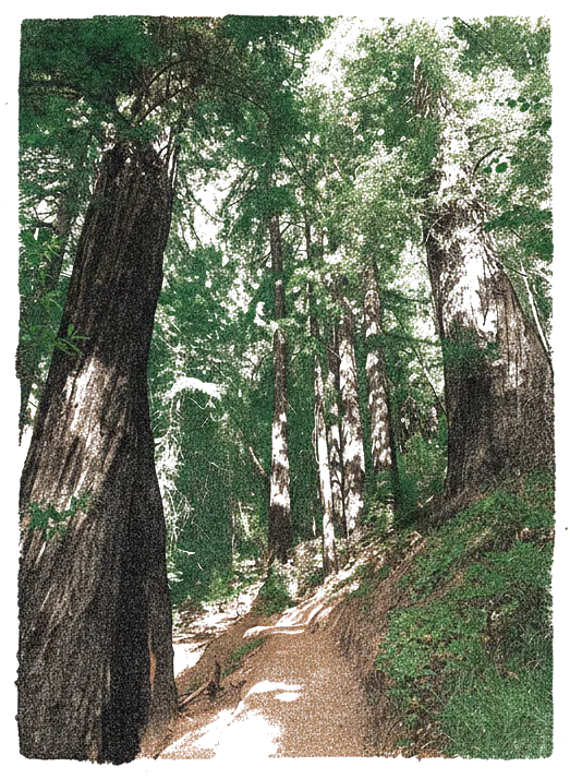 Rubber stamp of redwood, trail, shade, Marin County, CA